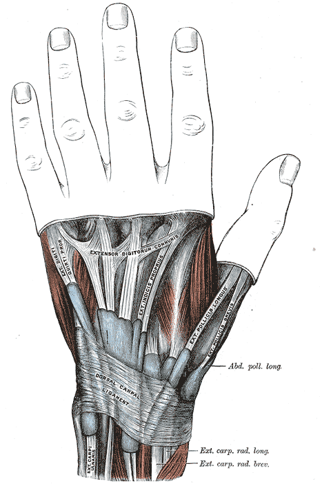 Mucous sheaths of the dorsal hand2